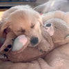 Gentle Otter™ The Calming Otter